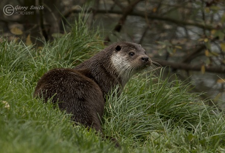 Otter (Lutra lutra) Garry Smith